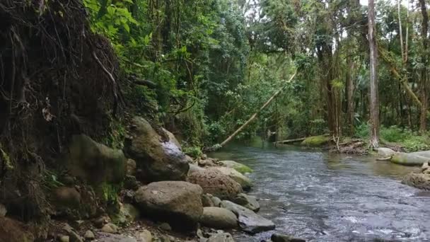Raízes Penduradas Lado Vertical Colina Caindo Rio Floresta Tropical — Vídeo de Stock