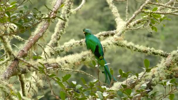 男性のダブルショットを打つReplendent Quetzal座っています上の苔むした枝 — ストック動画