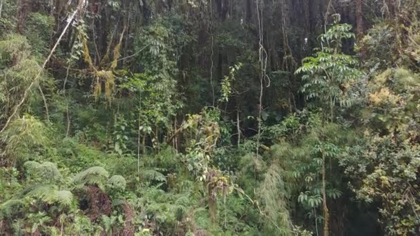 Plan incliné d'arbres tropicaux élevés spectaculaires poussant dans la forêt tropicale du Costa Rica 