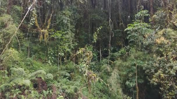 Incline Para Cima Foto Árvores Tropicais Altas Dramáticas Crescendo Floresta — Vídeo de Stock