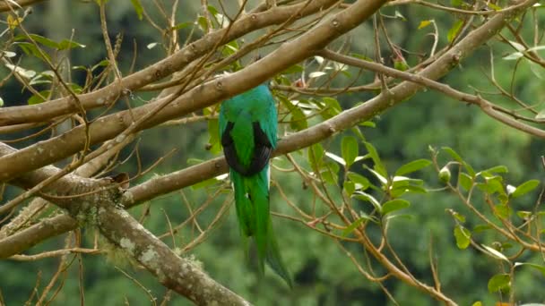 Αρσενικό Λαμπρό Quetzal Κοιτάζοντας Πίσω Πριν Hopping Πάνω Και Μακριά — Αρχείο Βίντεο