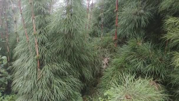 Folhas Bambu Ligeiramente Movendo Vento Enquanto Câmera Inclina — Vídeo de Stock