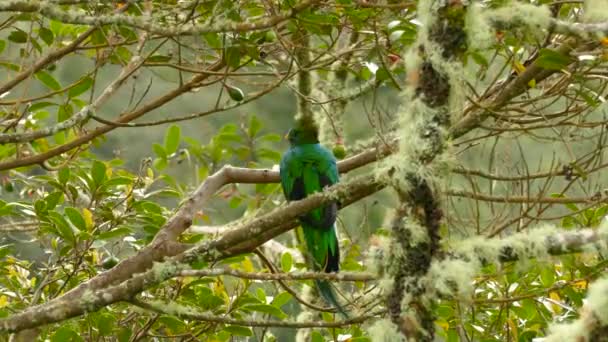 Double coup de Quetzal mâle resplendissant perché dans un avocat sauvage 
