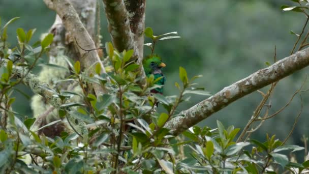Hlava Samce Quetzal Vykukující Stromu Zelenými Listy Úsvitu — Stock video