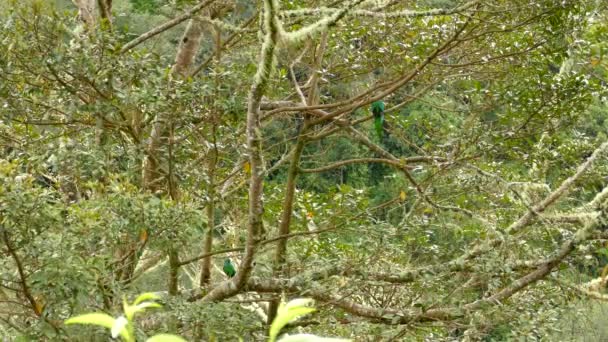 Ευρεία Άποψη Του Μεσαίου Μεγέθους Δέντρου Δύο Πουλιά Quetzal Σκαρφαλωμένα — Αρχείο Βίντεο