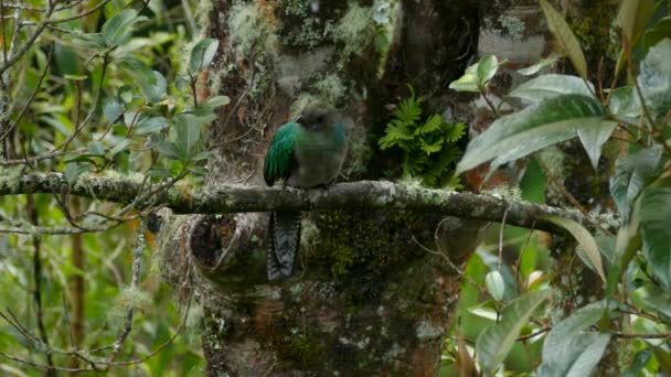 Samice Žhoucí Quetzal usazená na větvi mechem porostlého stromu