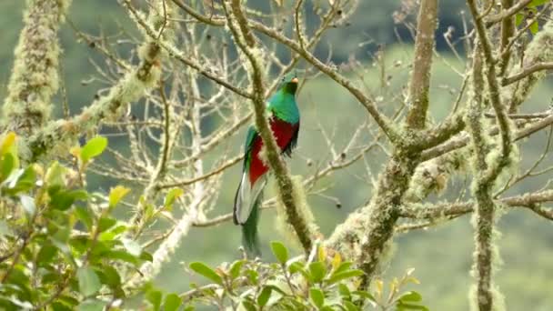 Beautiful clear shot of male Resplendent Quetzal in Central America