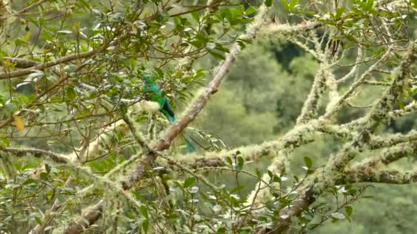 Quetzal masculin assez bien camouflé se déroulant dans un avocat 