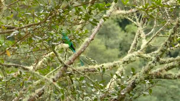 Docela Dobře Maskovaný Samec Quetzal Který Odehrává Avokádovém Stromě — Stock video
