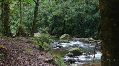 Gyro mounted camera moving slowly towards pure lush rainforest river