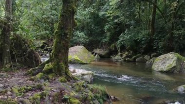 Pure clear waters of a jungle stream flowing thru rocks seen on steadicam