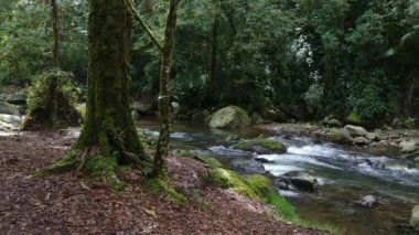 Smooth gimbal moving shot towards pretty fast moving river in the jungle