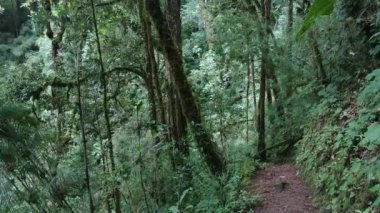 Orta Amerika 'nın derinliklerindeki yağmur ormanlarında bir dakikalık video kaydı.