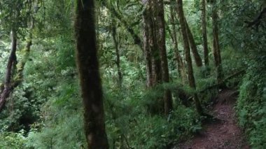 Ormanın derinliklerindeki tepe tarafı hareketli virajlı kamerada görülüyor.
