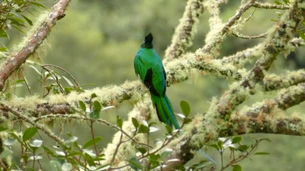 Schöne Männliche Pracht Quetzal Hebt Und Zeigt Rote Farbe — Stockvideo