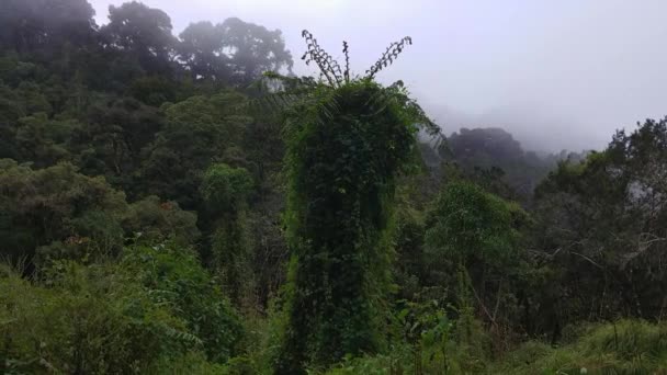 Bella Valle Profonda Nelle Foreste Nuvolose Costaricane Montagne Altopiano — Video Stock