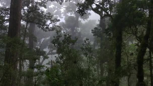Large Mature Trees Cloudforest Jungle Costa Rica Steadicam — 비디오