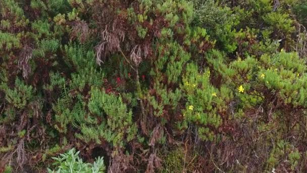 Tournage lent vers l'avant à proximité de la végétation forestière sèche du Costa Rica 