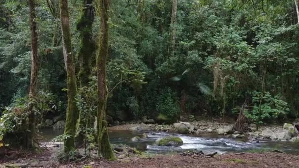 ゆっくりとした定常的なショットの横に移動し ジャングルの中で水の流れを示す — ストック動画