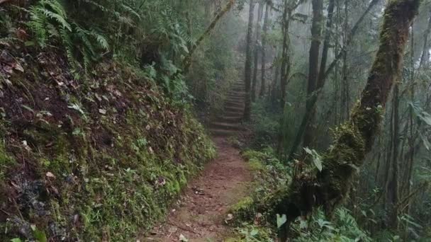 Belos Trilhos Trekking Costa Rica Encosta Floresta Nuvens — Vídeo de Stock