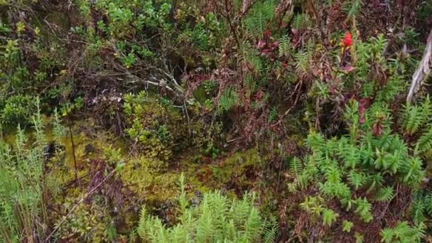 Belle Végétation Poussant Dans Les Forêts Tropicales Sèches Costa Rica — Video