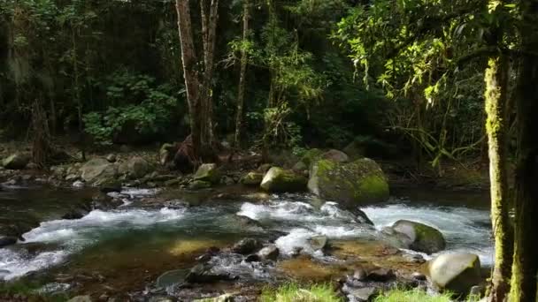 美しい緑豊かな熱帯雨林の上に見られるゆっくりとした動きの日ピアスと定常 — ストック動画