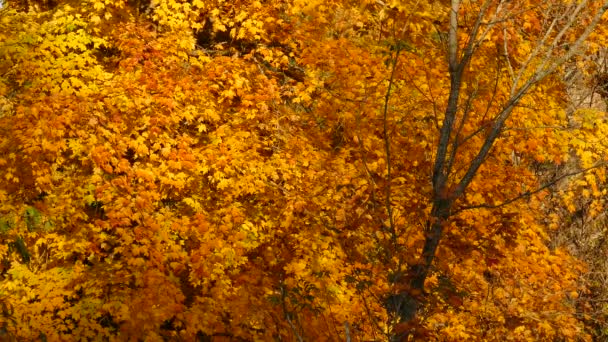 High Contrast Shot Bright Orange Maple Leaves Autumn Canada — Stock Video