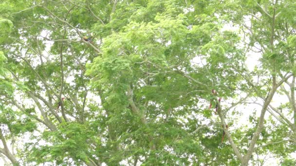 Flera Scharlakansröda Papegojor Sittande Och Utspridda Stora Träd — Stockvideo