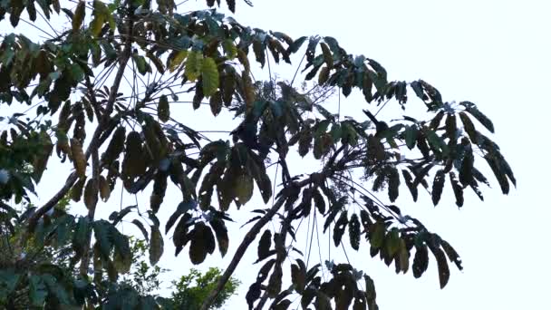 黄昏时分在棕榈树中的领结Aracari 第2部分 — 图库视频影像