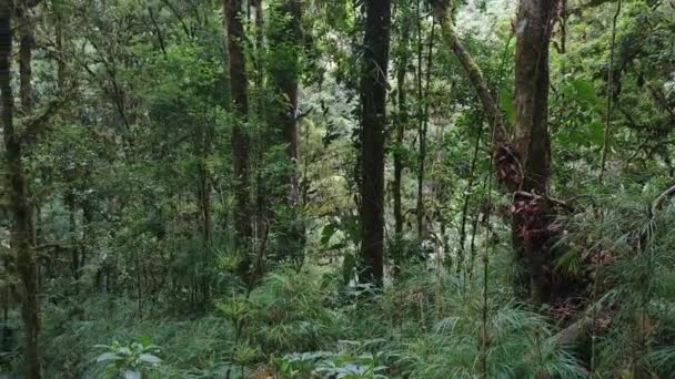 Selva Densa Com Muitas Variedades Árvores Plantas Vistas Movimento Gimbal — Vídeo de Stock