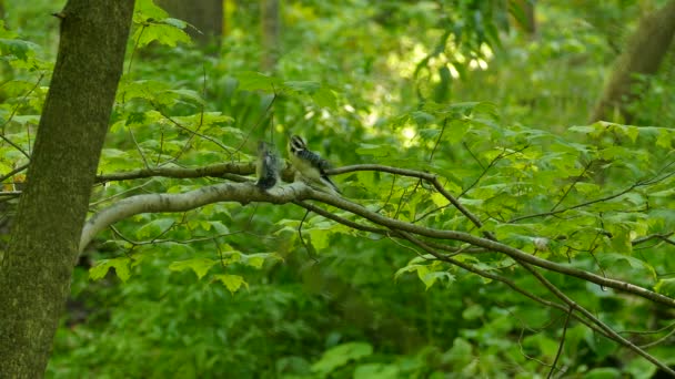 两只毛茸茸的啄木鸟相互模仿 一个接一个 — 图库视频影像