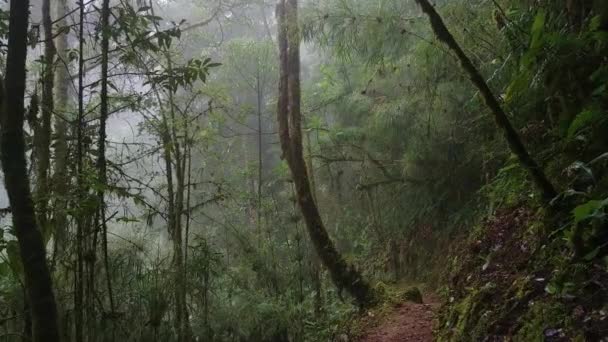 Působivý Mrakový Les Střední Ameriky Pozorovaný Při Chůzi Stezce — Stock video