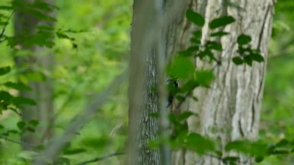 森の中で毛深い二本のキツツキの動きの流れを追跡 — ストック動画