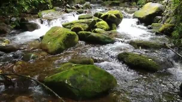 Les roches couvertes de mousse laissent couler l'eau autour d'elles dans un joli ruisseau 