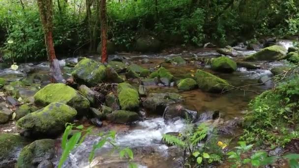 Gimbal Frente Caminhando Tiro Rio Tropical Que Flui Selva Costa — Vídeo de Stock