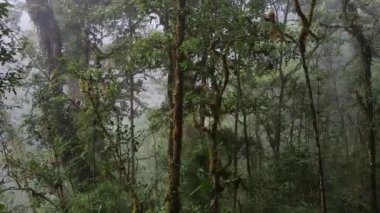 Kosta Rika bulut ormanının sersemletici görüntüsü ormanın derinliklerinde sisli.