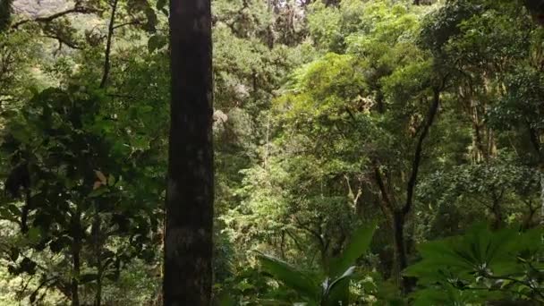 Mur de hauts arbres tropicaux vus sur la caméra mobile latérale au Costa Rica 