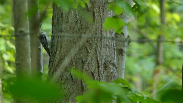 Twee Specht Aan Weerszijden Van Een Grote Boom Het Bos — Stockvideo