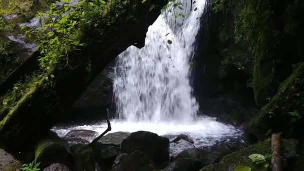Naklonit Záběr Vodopádu Těžkým Proudem Velkým Kmenem Stromu Popředí — Stock video