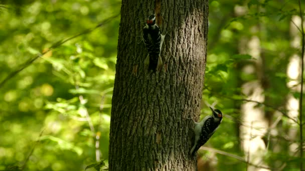 Nahaufnahme Und Großaufnahme Eines Spechtpaares Üppigen Sonnigen Wald — Stockvideo