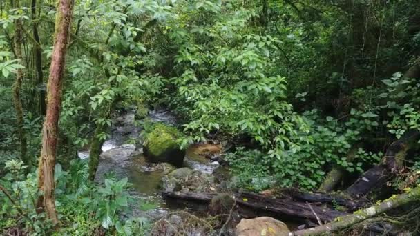 Magnífica Selva Costarricense Con Tranquilo Arroyo Agua Que Fluye — Vídeos de Stock