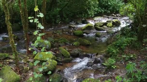 Hermoso Río Selva Tropical Con Muchas Fuentes Agua Vistas Gimbal — Vídeos de Stock