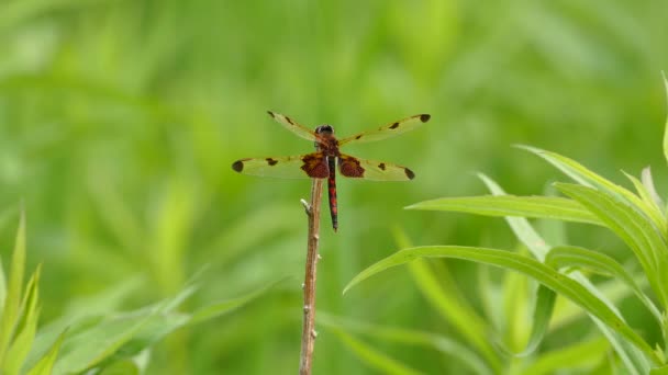 Dragonfly Μαύρη Και Κόκκινη Ουρά Σκαρφαλωμένη Ένα Μικρό Κλαδί Στον — Αρχείο Βίντεο