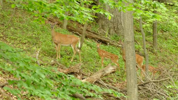 Familia Ciervos Con Los Jóvenes Pie Colina Denso Bosque Caducifolio — Vídeos de Stock