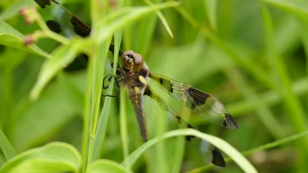 Detailed Closeup Dragonfly Wild Perched Strain Grass — Stock Video
