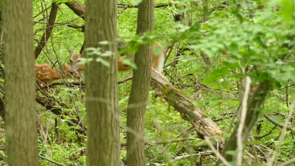 若い鹿を守りながらカメラに不安そうに見える鹿 — ストック動画