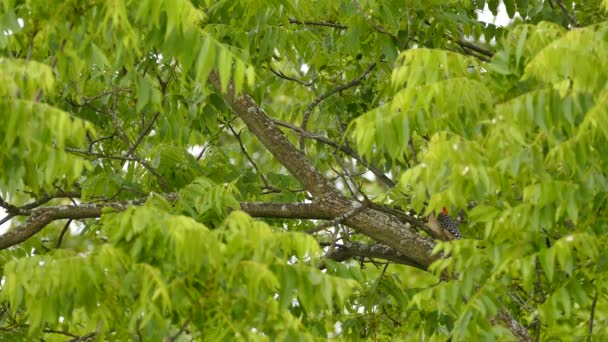Dřevorubec Objeví Větvi Mezi Zelenými Rozmazanými Listy — Stock video