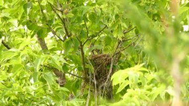 Yavru kuşlar anneleri yuvadan ayrılırken aynı anda ağızlarını açar.