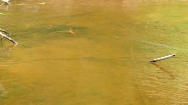 Kuzey turna balığı sığ kahverengi nehirde hızla sudan dışarı bakıyor.