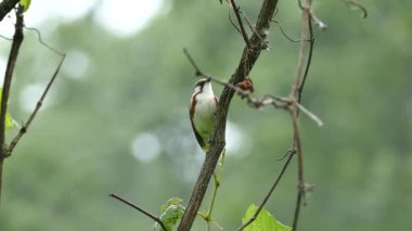 doğal arka planda güzel kuş
